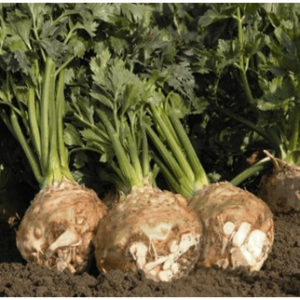 Celer korjenaš F1 kom