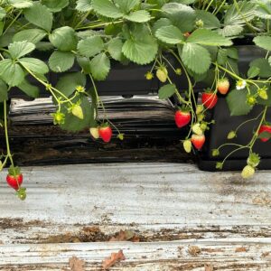 Jagode viseće mjesečarke F1 u tegli kom