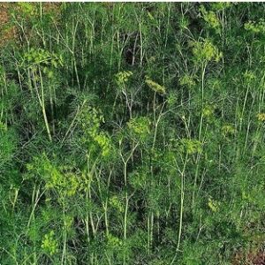 stalnorađajuće biljke, pogodne za organski uzgoj - kosi se kada biljka dosegne visinu 30-40 cm - vegetacija 40 dana - razmak sadnje 15 cm