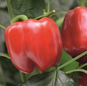 Narudžba crvena paprika babura