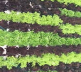 Baby salata
