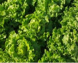 kristal salata s dostavom