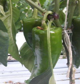 paprika rog zeleni