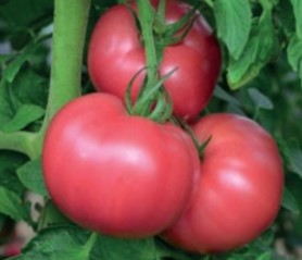 pink paradajz opg webshop